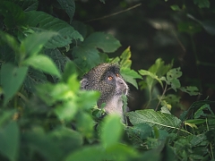 Blue_Monkeys_in_Arusha_National_Park