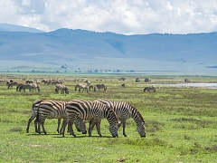 Zebras_in_Ngorongoro_Crater_(2)
